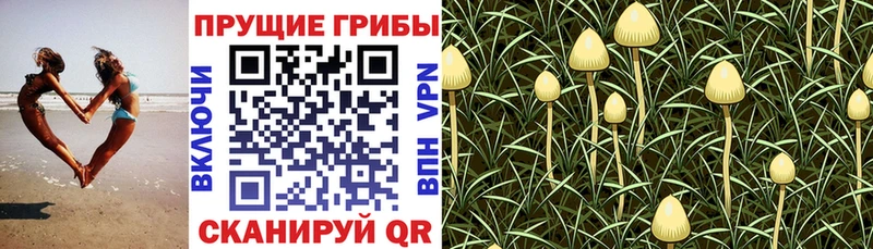 mega ONION  Томмот  Галлюциногенные грибы прущие грибы 